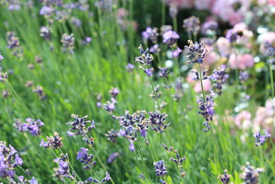 Close-up of purple flowers blooming in field