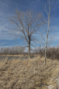 Bare trees on field