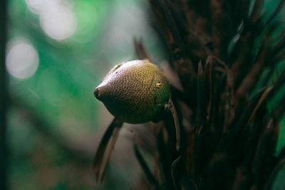 Close-up of fresh green leaves