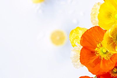 Close-up of yellow flower