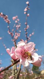 Close-up of pink cherry blossom