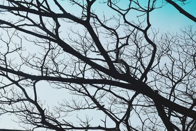 Low angle view of silhouette bare tree against clear sky