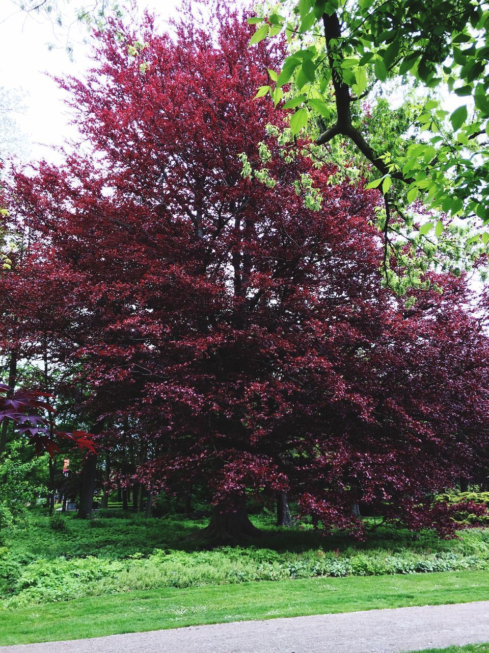 TREES IN PARK