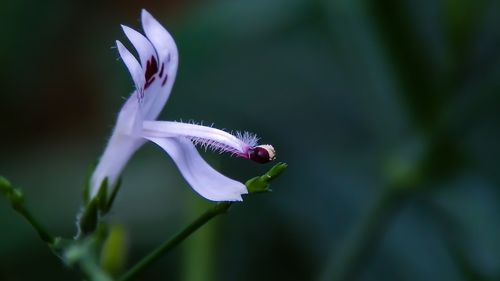 Close-up of purple flower