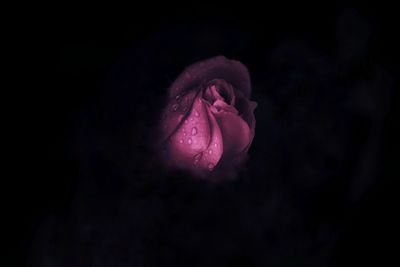 Close-up of pink flower against black background