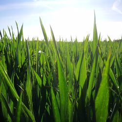 Close-up of crops growing in field against sky