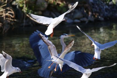 Birds flying over lake