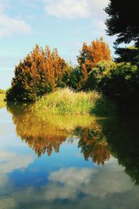 Reflection of trees in lake