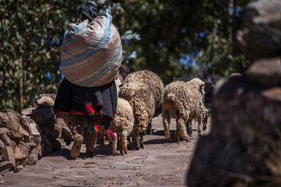 Rear view of woman standing on rock