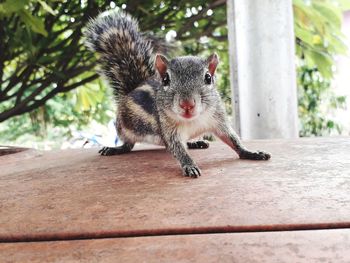 Portrait of squirrel