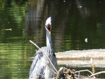 View of birds swimming in lake