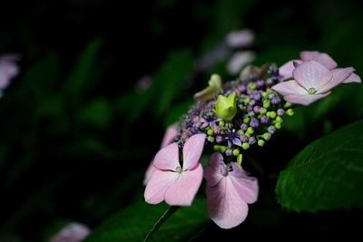 Close-up of purple hydrangea flowers