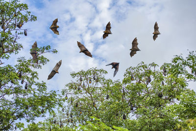 Low angle view of birds flying in sky