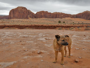 Dog standing on ground against rocky mountains