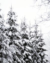 Low angle view of trees against sky during winter