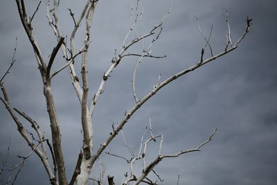 Low angle view of bare tree against sky