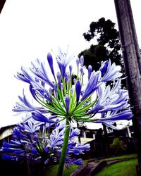 Close-up of purple flower blooming against clear sky