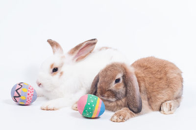 Close-up of two cats against white background