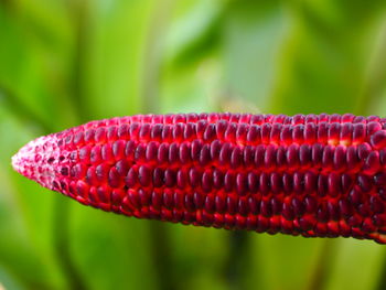 Close-up of a plant