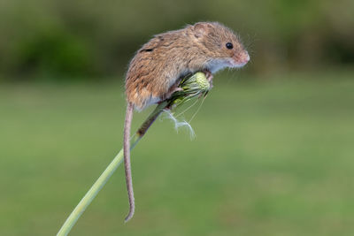 Cute harvest mouse perched on top of a dandelion clock seedhead