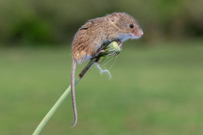 Sweet little harvest mouse perched on a dandelion clock seed head.