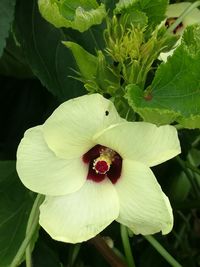 Close-up of flower blooming outdoors