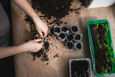 High angle view of woman hand holding plants