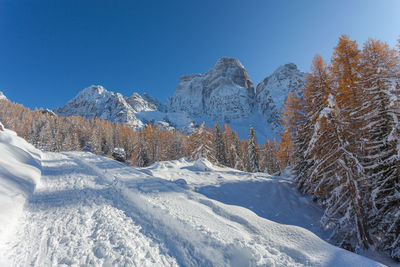 Snowy path with orange larches and mount pelmo northern side in the background, dolomites, italy