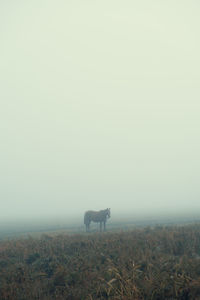 Horse in a field during a foggy day