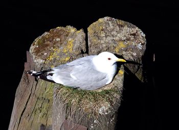 Close-up of bird perching on black background