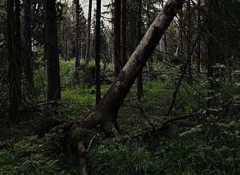 Trees in forest