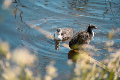 High angle view of ducks swimming in lake