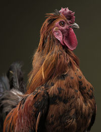 Close-up of rooster