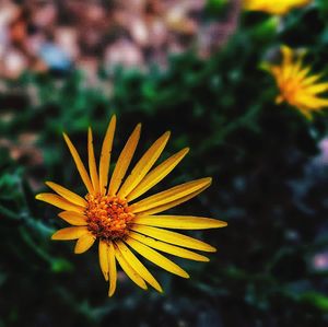 Close-up of yellow flower