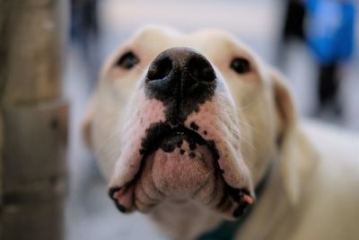 Close-up portrait of dog