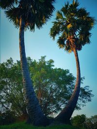 Low angle view of coconut palm trees against sky