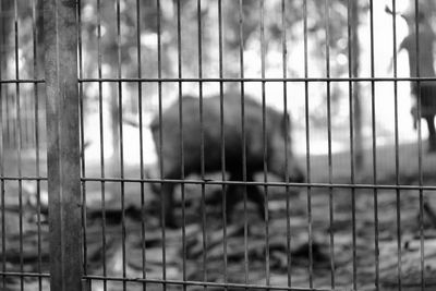 View of monkey in cage at zoo