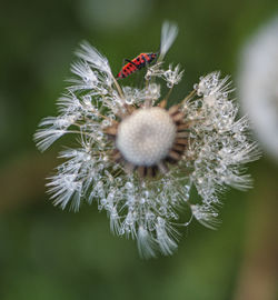 Close-up of honey bee on white flower