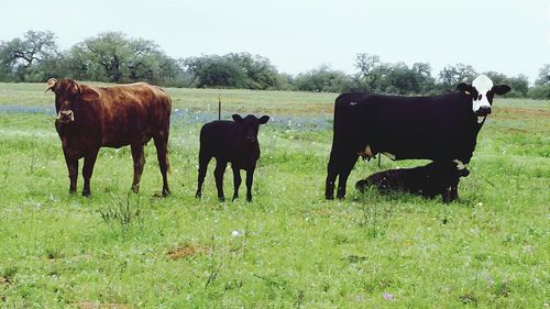 Cows grazing on grassy field