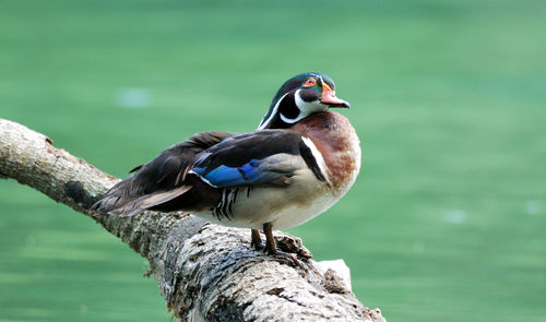 Close-up of bird perching on lake