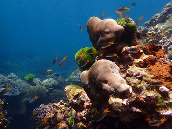 Fish swimming in sea