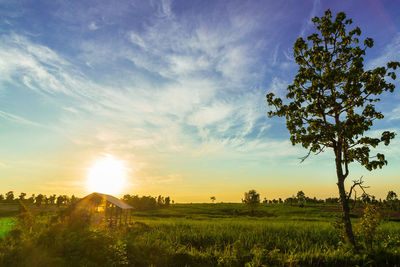 Scenic view of field against sky during sunset