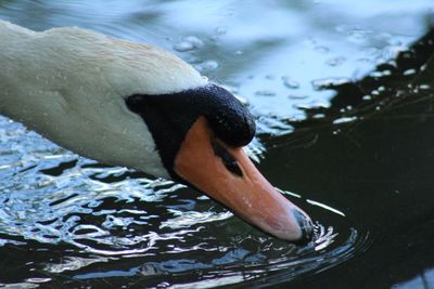 Close-up of swan swimming in lake