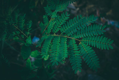 Close-up of fern leaves