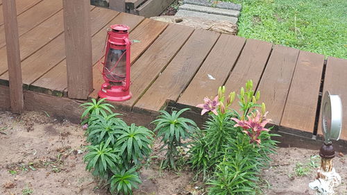 High angle view of plants