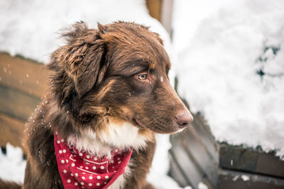 Close-up of dog