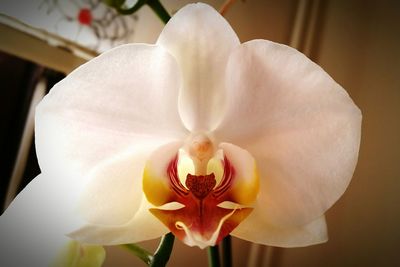 Close-up of pink orchid blooming outdoors