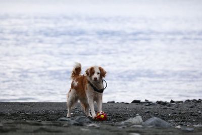 Dog in the sea