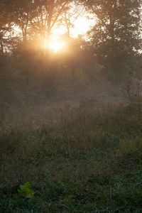Sun shining through trees on field