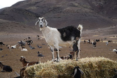 Resting goat